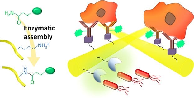 Biofunctionalization of Native Spider Silk for Biotechnology and Bioengineering