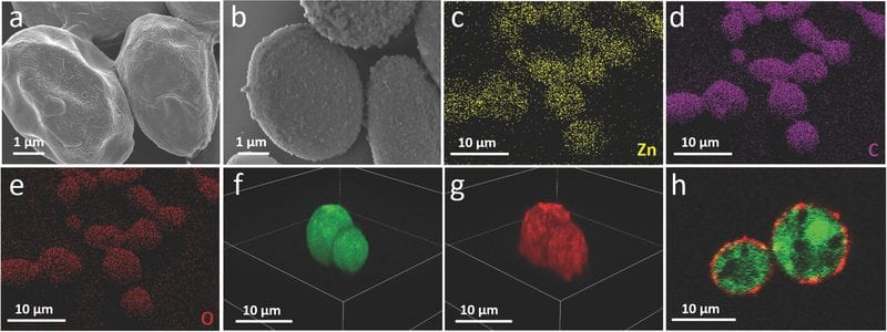 An artificial exoskeleton for living cells