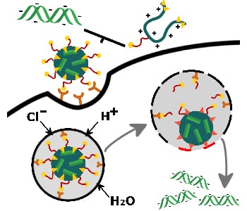 Tackling challenges in siRNA delivery with designed oligoamides