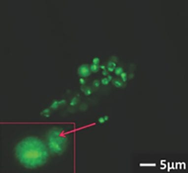 Polyphosphoesters: new trends in synthesis and drug delivery