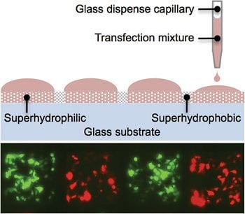 Superhydrophilic–superhydrophobic patterned surfaces as high-density cell microarrays