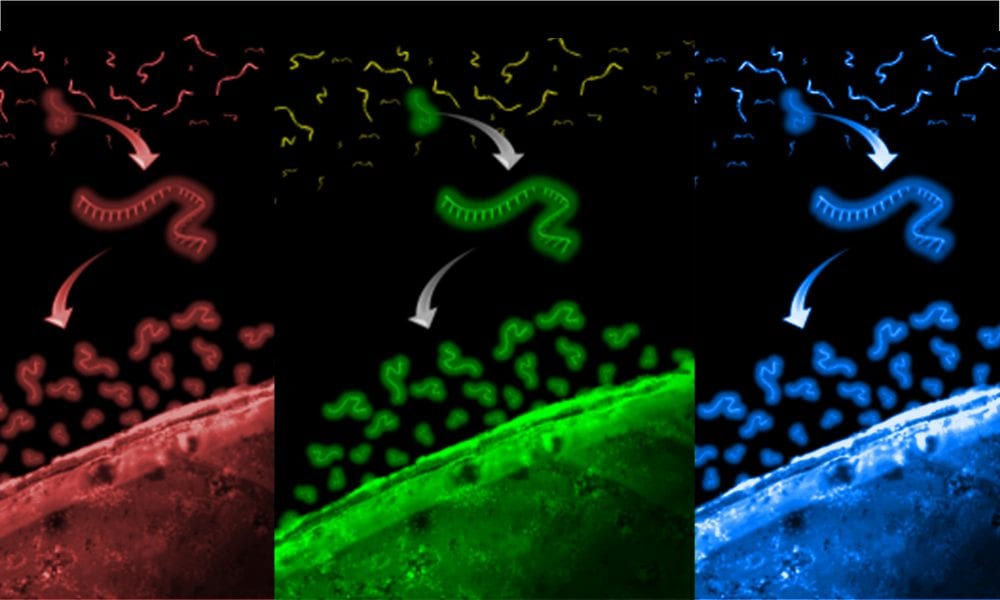 Aptamers