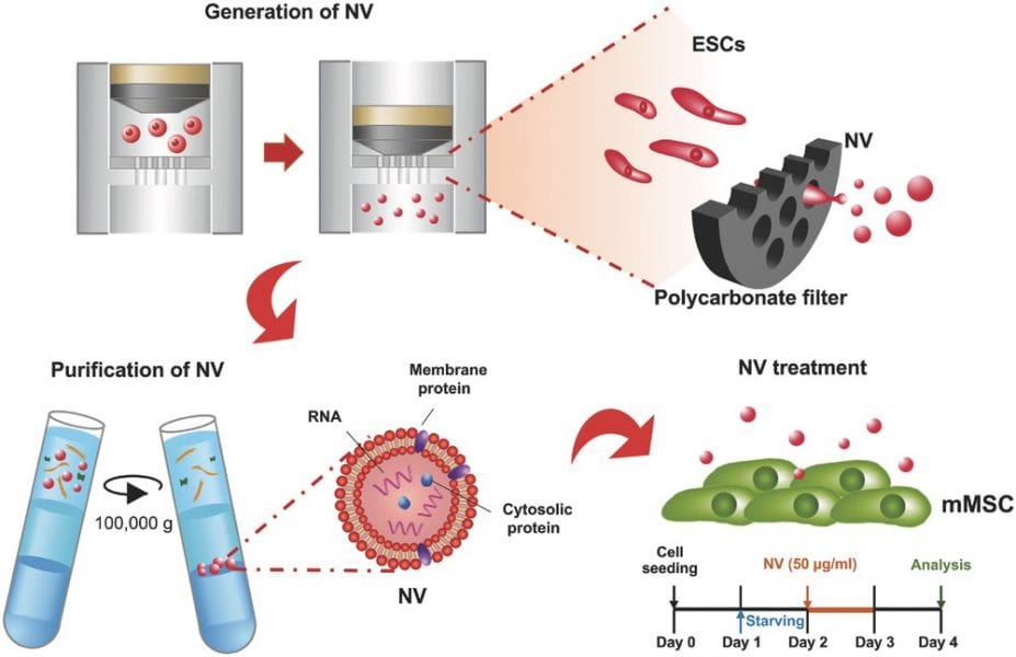 Nanovesicles Prompt Self-Renewal of Bone Marrow Stem Cells