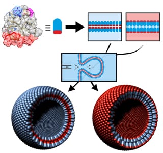 Pure Protein Bilayers and Vesicles from Native Fungal Hydrophobins