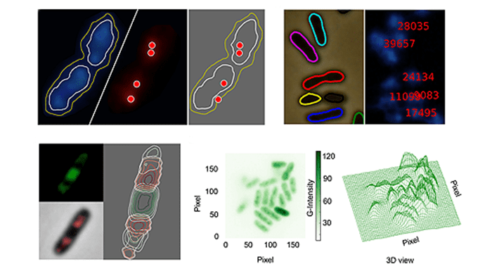 CellShape: imaging bacterial factories from the inside