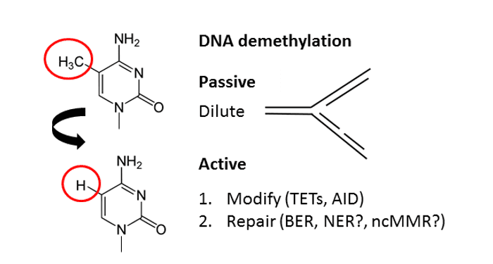 Active DNA demethylation: A two-step process