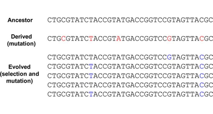 Genes evolving in parallel to produce the same traits – less of a mystery