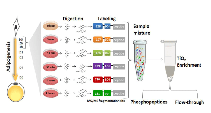 How fat cells become fat: Insights from phosphoproteomics