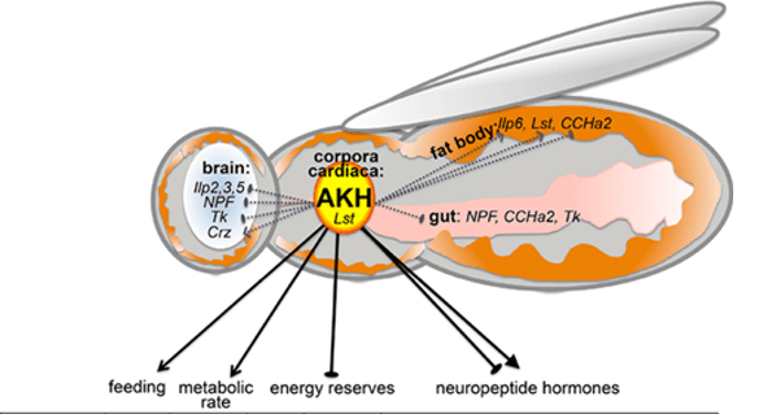 Obese flies: Why are adipokinetic hormone-deficient flies fat?