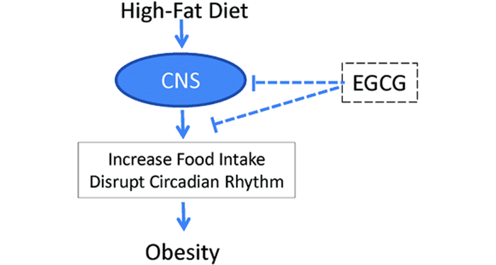 Green tea helps to fight over-eating