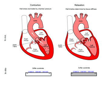 On Materials for Cardiac Tissue Engineering