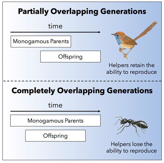 How sterile workers still manage to pass on “their” genes and evolve!