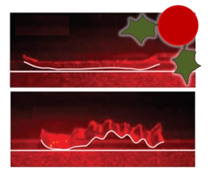 December 2 – Light-Driven Soft Robot Mimics Caterpillar Locomotion in Natural Scale, published in Advanced Optical Materials