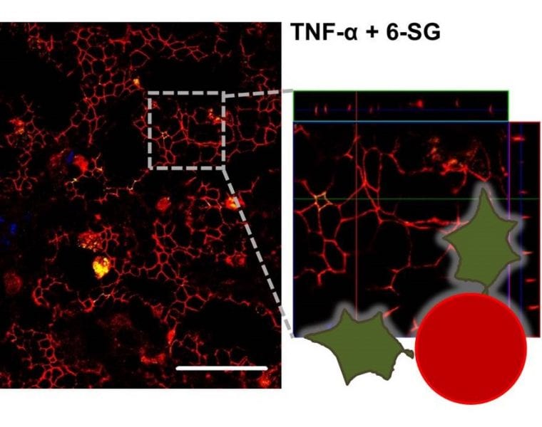 December 4 – The ginger component 6-shogaol prevents TNF-α-induced barrier loss via inhibition of PI3K/Akt and NF-κB signaling, published in Molecular Nutrition & Food Research