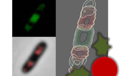 December 6 – CellShape: A user-friendly image analysis tool for quantitative visualization of bacterial cell factories inside, published in Biotechnology Journal