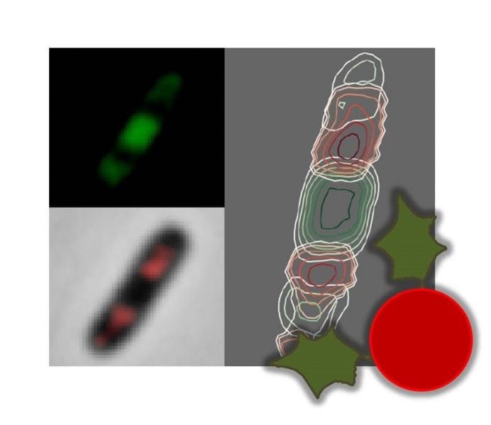 December 6 – CellShape: A user-friendly image analysis tool for quantitative visualization of bacterial cell factories inside, published in Biotechnology Journal