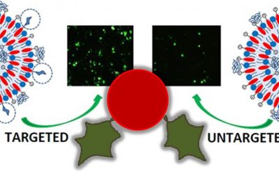 December 11 – Active targeting of asiaglycoprotein receptor using sterically stabilized lipoplexes, published in the European Journal of Lipid Science and Technology