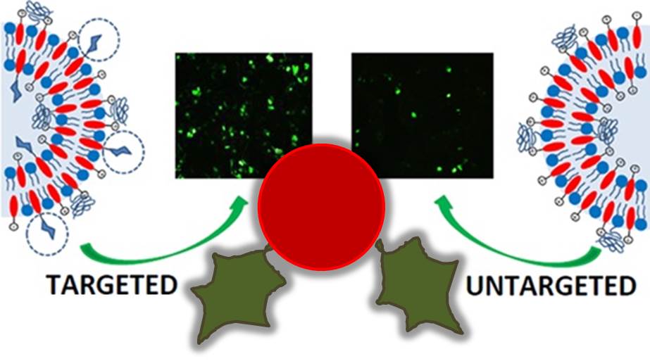 December 11 – Active targeting of asiaglycoprotein receptor using sterically stabilized lipoplexes, published in the European Journal of Lipid Science and Technology