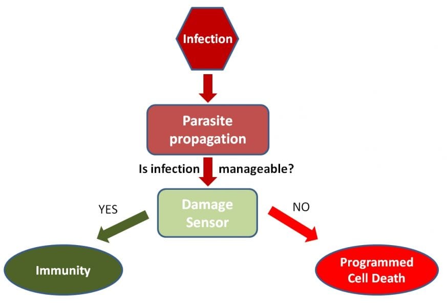 Fight or die? How prokaryotes deal with infections