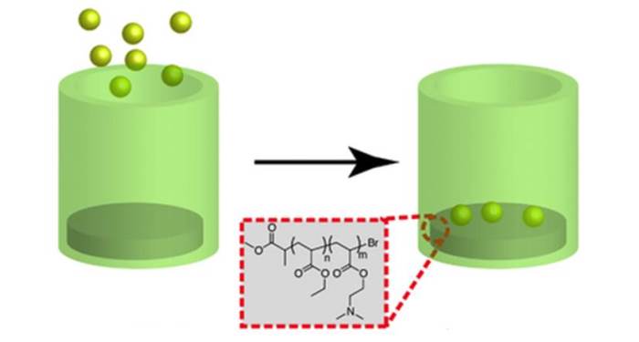 Understanding Polymer-Cell Attachment