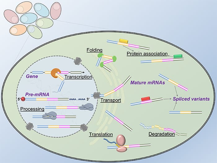 Probing the Secret Life of RNA in Single Cells