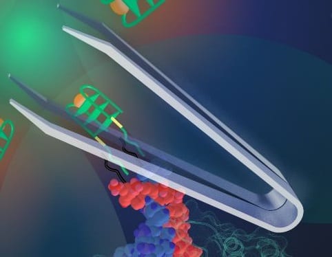 Proteins Feel the Pinch with DNA Nanotweezers