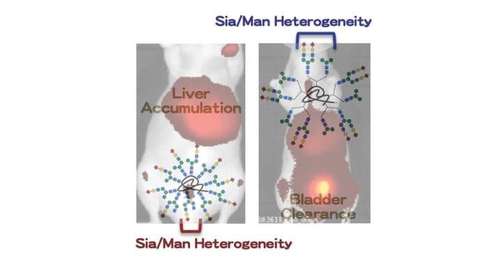 Glycocluster Design Could Lead to Targeted Drug Delivery