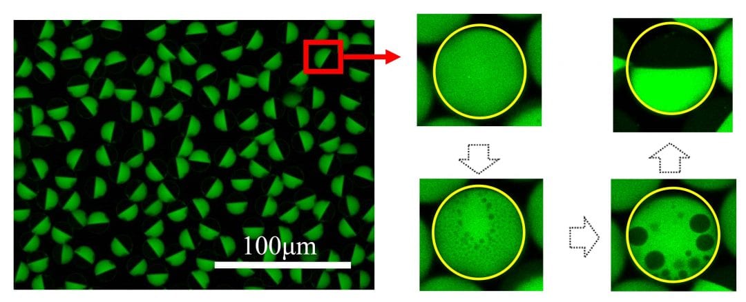 Janus Droplets for Delicate Biomolecules