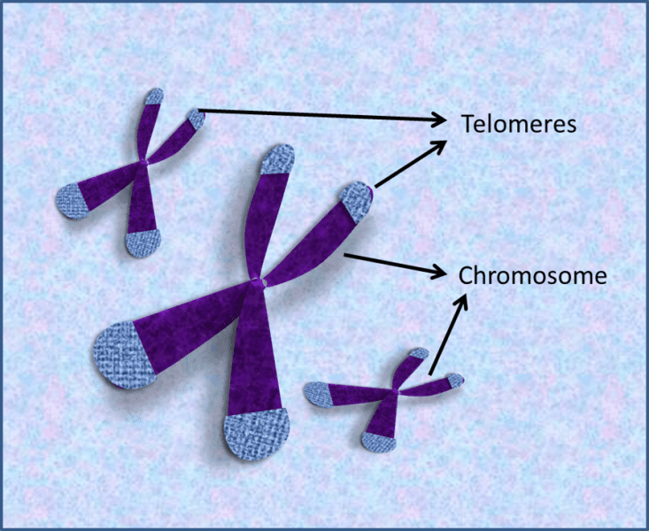 New and Easy Methods for Measuring Telomere Length