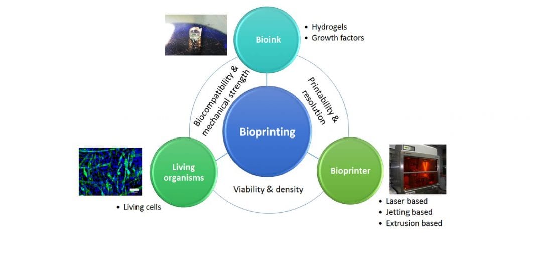 Printing Life – Bioprinting of Thermoresponsive Hydrogels