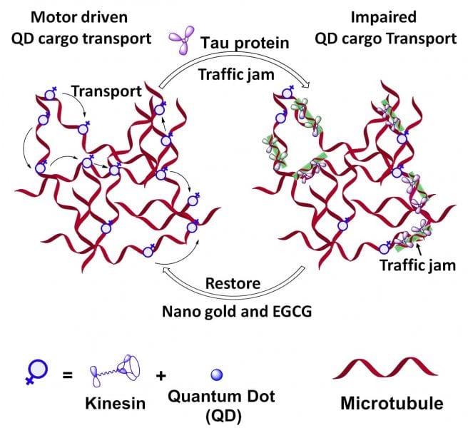 Tau induced traffic jam resolved