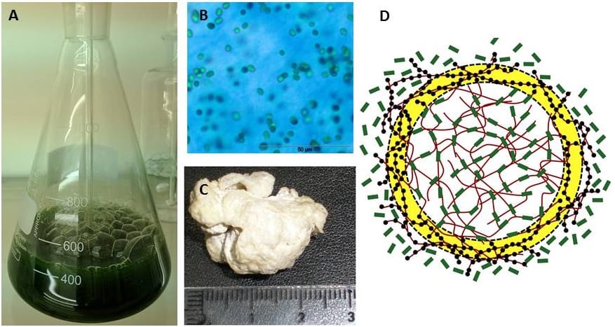 Feeling Blue – Cyanobacterial Polymer Delivers Drugs