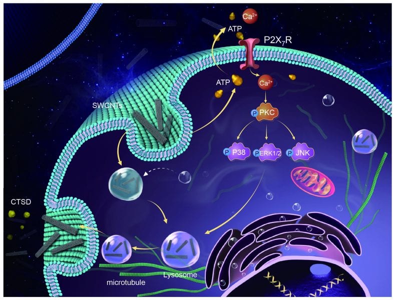 Nanoparticles on a Drug Delivery Mission