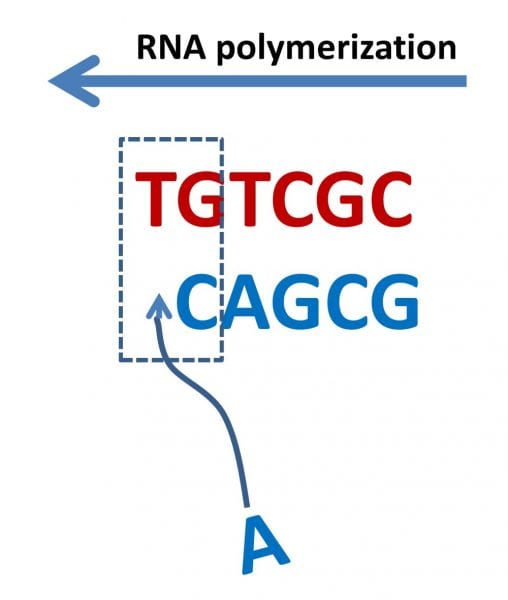 Polymer Reaction Modeling and The Origins of Life