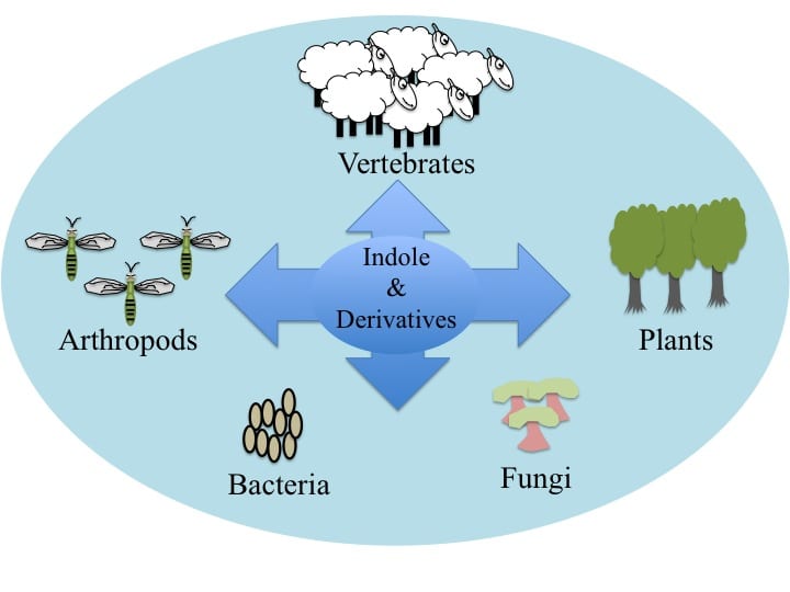 Indole: A Multifaceted Regulator of Behavior