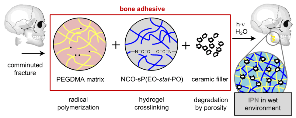 Bone Glue that Stays Sticky when Wet