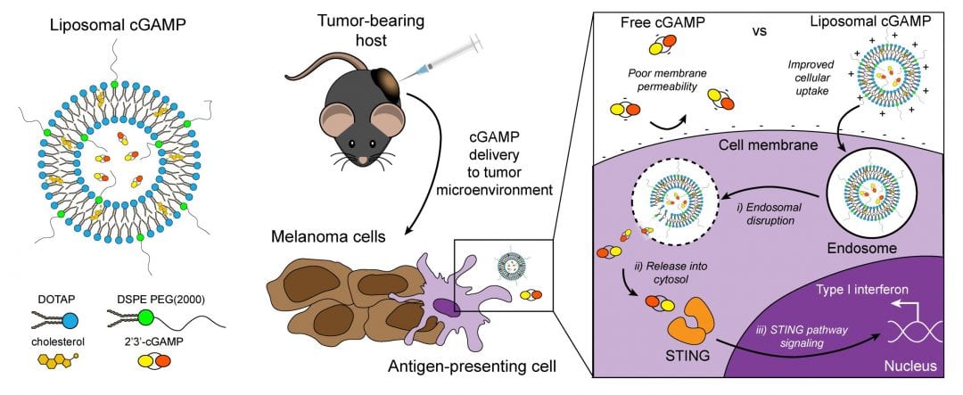 “STINGing” Liposomal Delivery for Cancer Immunotherapy