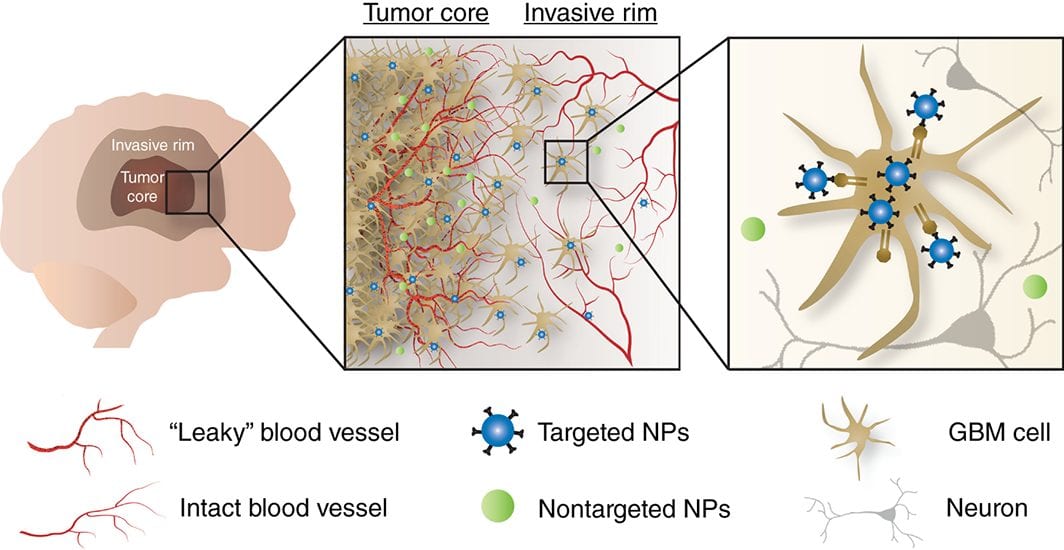 Tumor-Targeted Nanotherapeutics for Glioblastoma