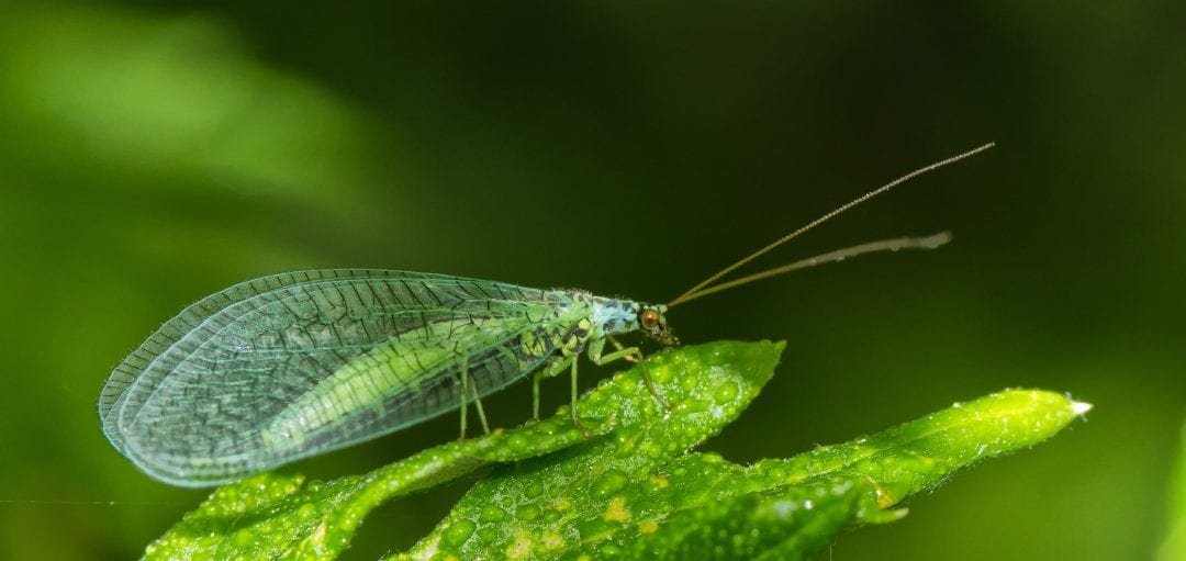 Biofibers Made from Green Lacewing Silk