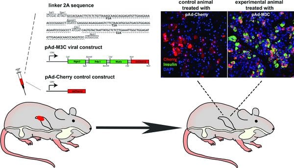 Making Insulin Producing Beta Cells by Cell Reprogramming