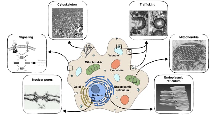 Systems Biology of Cellular Membranes: a Convergence with Biophysics