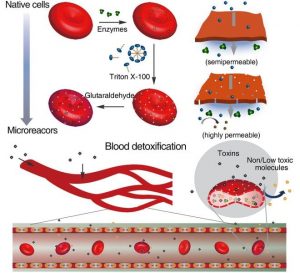 Red blood cells to microreactors conversion