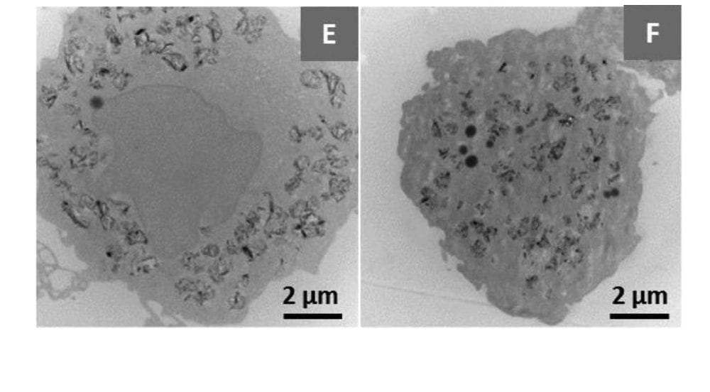 Are MoS2 Nanosheets Safe for Use in Humans?