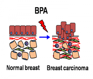 Resultado de imagen de bisphenol A cancer