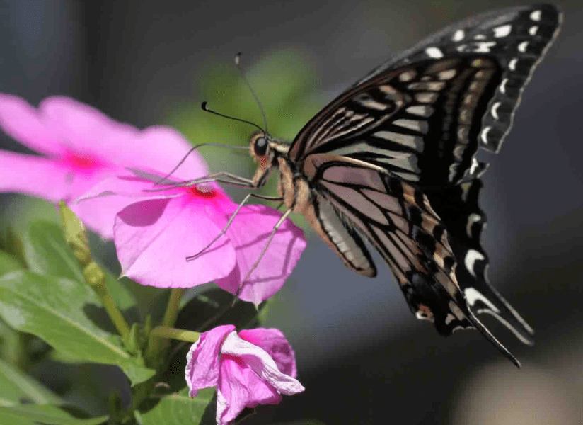 Lunchtime! How Butterflies and Moths Discover their Food Sources