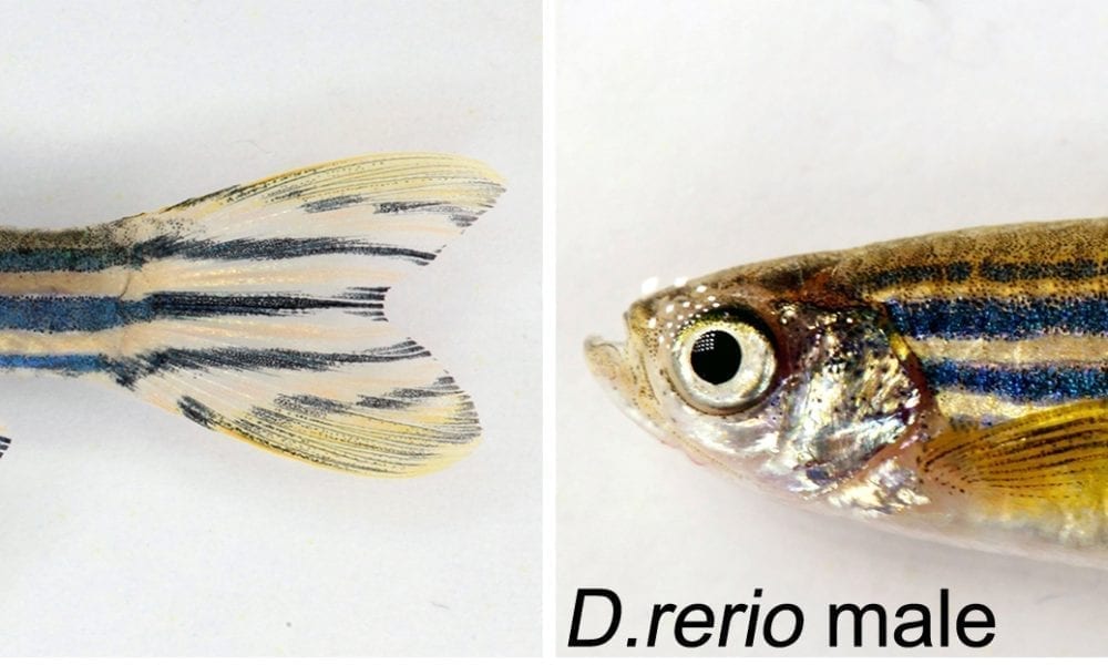 How Do Zebrafish Get Their Stripes? - Advanced Science News