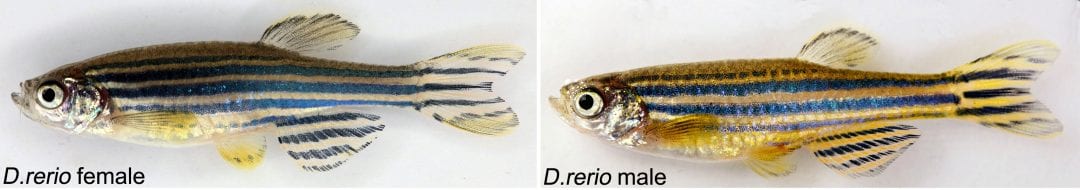 How Do Zebrafish Get Their Stripes?