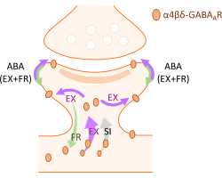 Upregulation of Extrasynaptic Inhibitory Receptors Protects against Anorexa nervosa