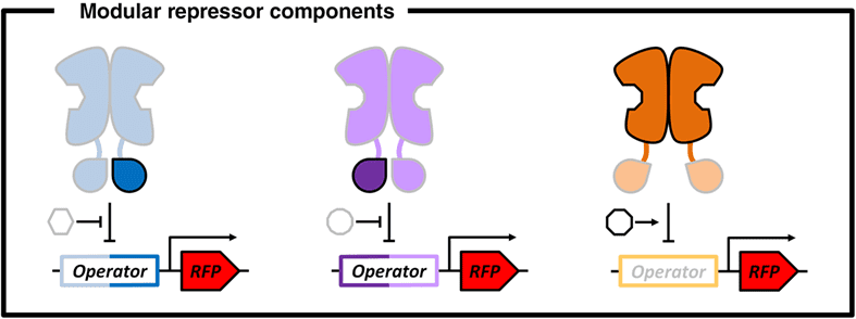 Engineering the Biomolecular Machinery for Synthetic Biological Circuits