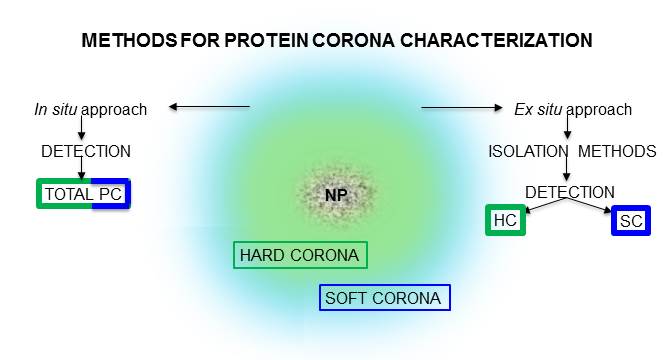 How Can Protein Coronas Impact the Future of Nanomedicine?